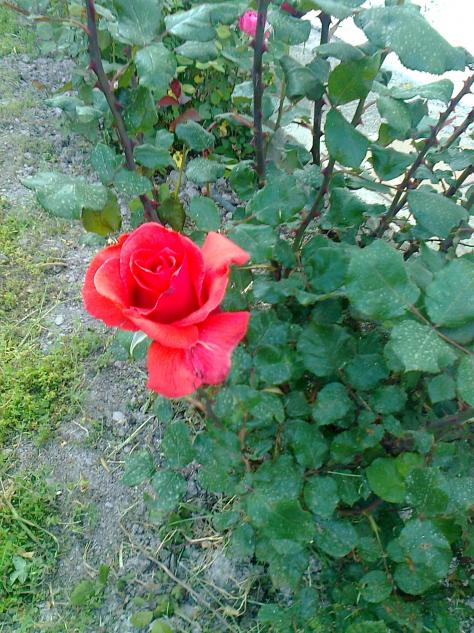 Name:  Fotoraf2393.jpg
Views: 381
Size:  77.3 KB