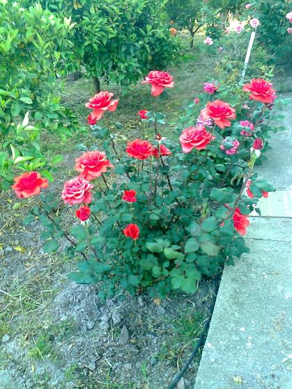 Name:  Fotoraf2488.jpg
Views: 364
Size:  76.1 KB