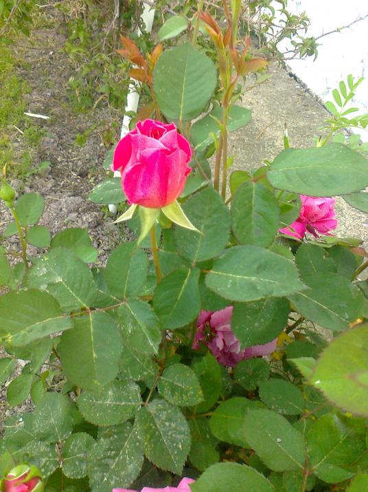 Name:  Fotoraf2423.jpg
Views: 361
Size:  73.8 KB