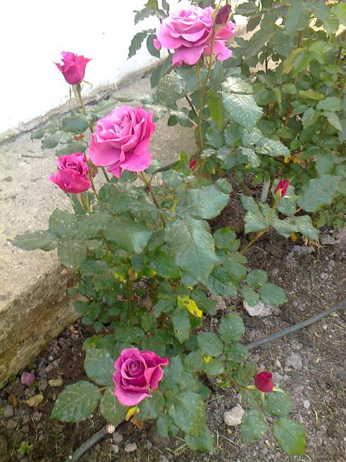 Name:  Fotoraf2389.jpg
Views: 383
Size:  75.8 KB