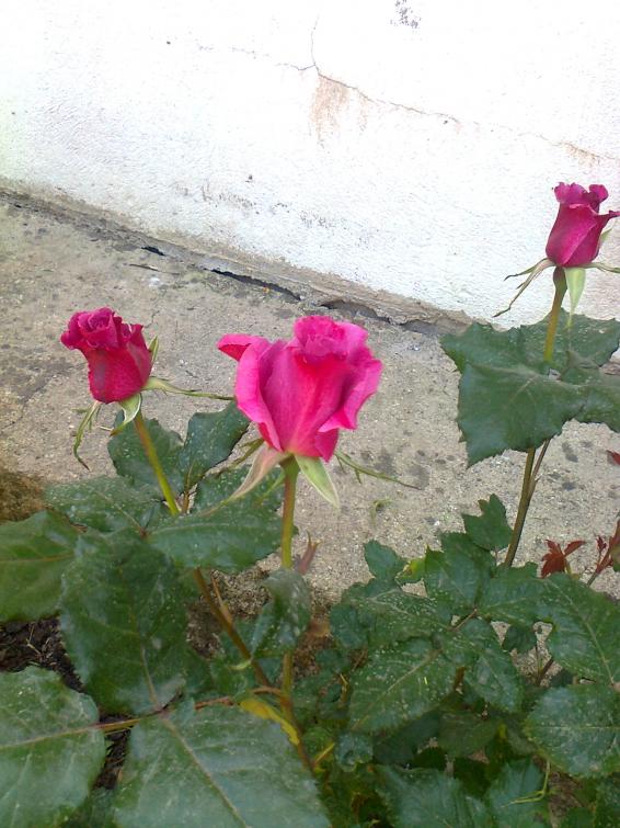 Name:  Fotoraf2360.jpg
Views: 395
Size:  71.7 KB