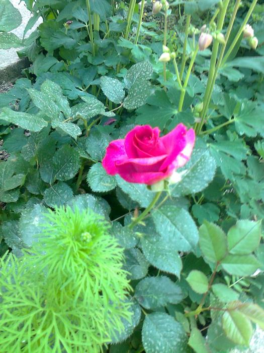 Name:  Fotoraf2362.jpg
Views: 377
Size:  75.8 KB