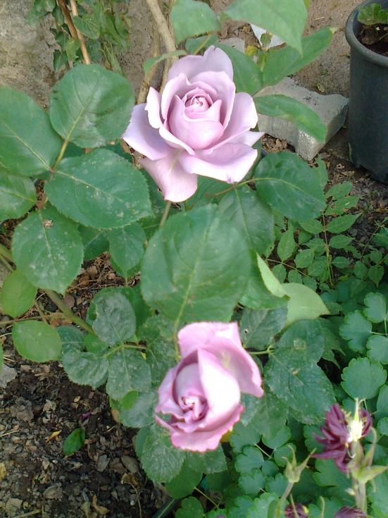 Name:  Fotoraf2498.jpg
Views: 356
Size:  73.6 KB