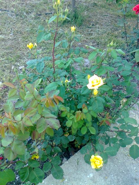 Name:  Fotoraf2418.jpg
Views: 382
Size:  75.8 KB