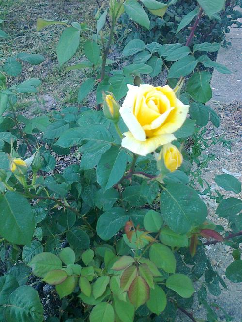 Name:  Fotoraf2419.jpg
Views: 344
Size:  74.9 KB