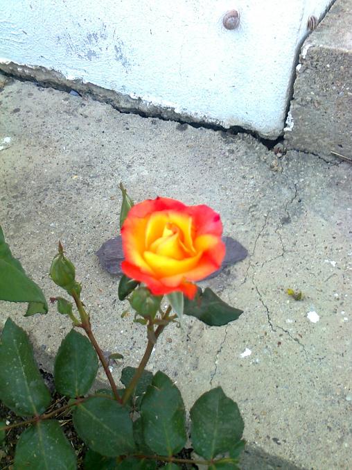 Name:  Fotoraf2486.jpg
Views: 349
Size:  73.2 KB
