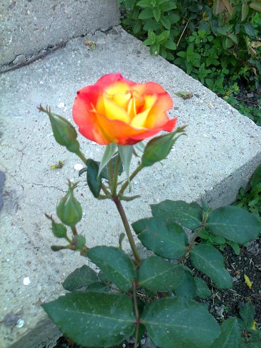Name:  Fotoraf2487.jpg
Views: 360
Size:  74.5 KB