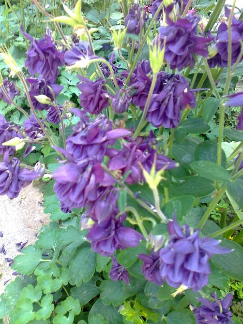 Name:  Fotoraf2409.jpg
Views: 353
Size:  77.6 KB
