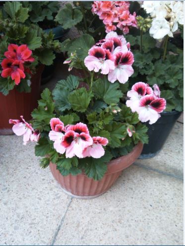 Name:  ceyla.JPG
Views: 336
Size:  47.8 KB