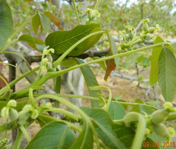 Name:  Resim 721.jpg
Views: 1016
Size:  42.3 KB