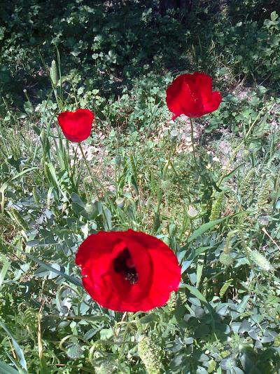 Name:  Fotoraf2259.jpg
Views: 429
Size:  76.3 KB