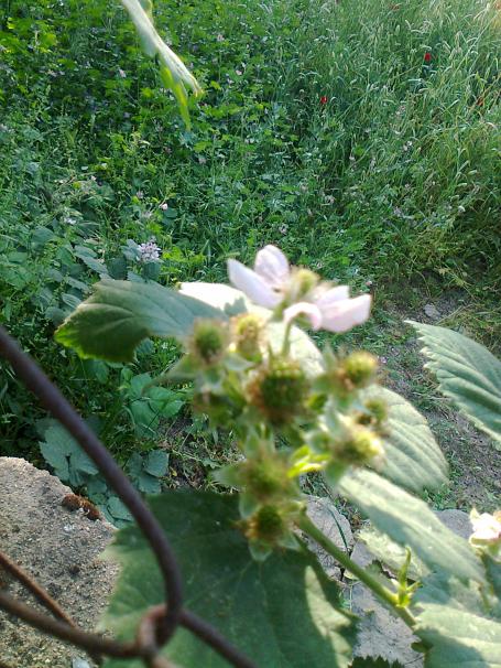 Name:  Fotoraf2581.jpg
Views: 417
Size:  75.6 KB