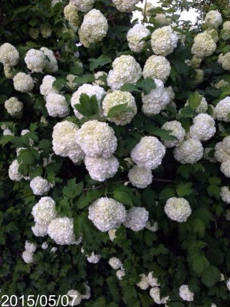 Name:  image.jpg
Views: 510
Size:  52.7 KB