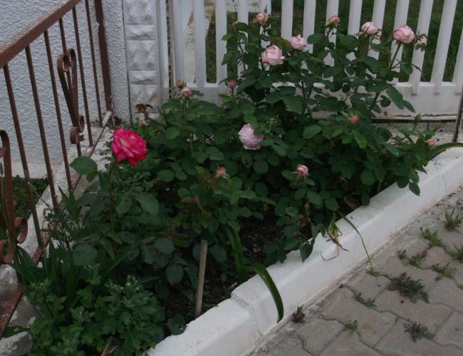 Name:  DSCF7062.jpg
Views: 471
Size:  55.8 KB