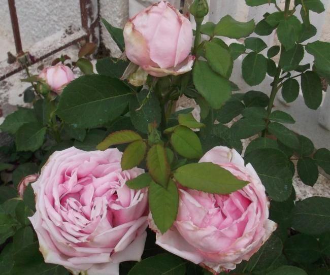 Name:  DSCF7070.jpg
Views: 448
Size:  50.4 KB
