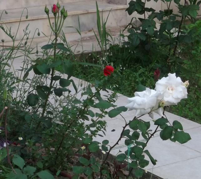 Name:  DSCF7066.jpg
Views: 480
Size:  70.0 KB