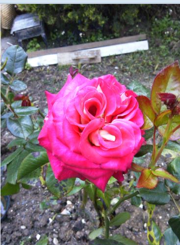 Name:  g1.JPG
Views: 531
Size:  50.5 KB