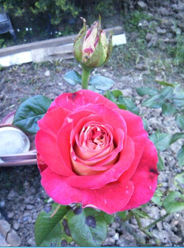 Name:  g2.JPG
Views: 524
Size:  47.2 KB