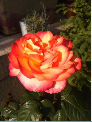 Name:  g4.JPG
Views: 503
Size:  39.1 KB