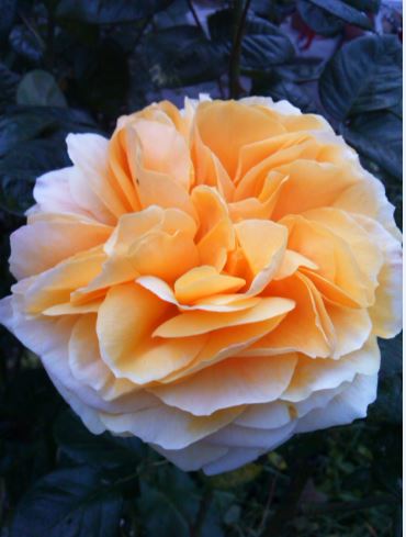 Name:  g5.JPG
Views: 270
Size:  34.0 KB