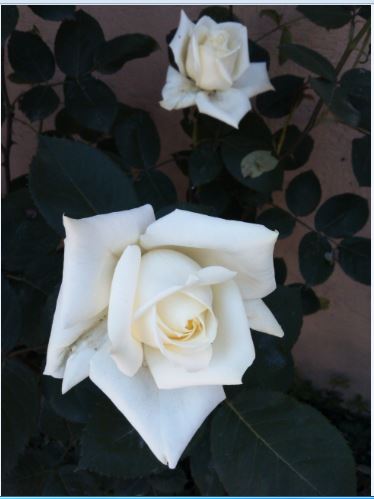 Name:  g9.JPG
Views: 254
Size:  30.8 KB