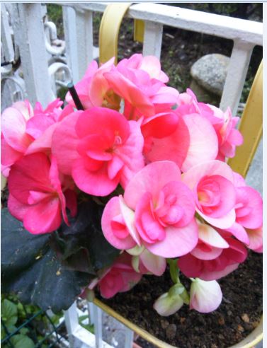 Name:  b2.JPG
Views: 263
Size:  44.5 KB