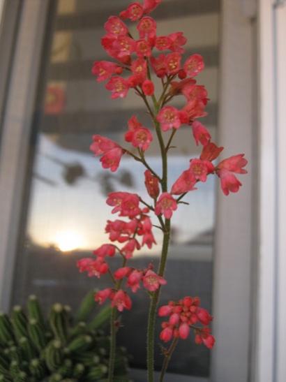 Name:  heuchera.jpg
Views: 683
Size:  24.1 KB