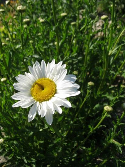 Name:  papatya.jpg
Views: 1056
Size:  43.0 KB