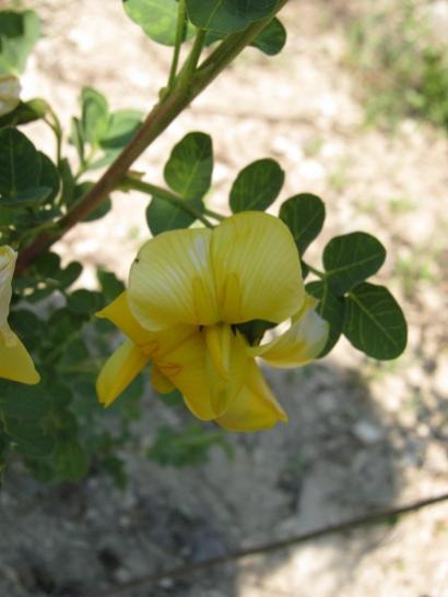 Name:  yabani sinameki.jpg
Views: 971
Size:  27.5 KB