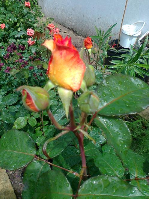 Name:  Fotoraf2640.jpg
Views: 369
Size:  75.1 KB