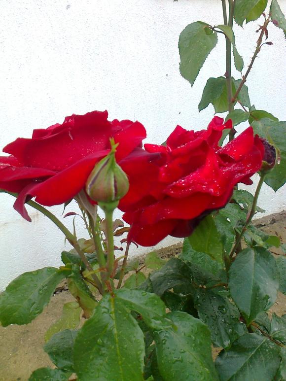 Name:  Fotoraf2648.jpg
Views: 355
Size:  72.1 KB