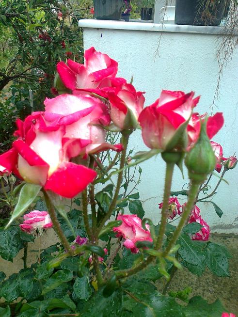 Name:  Fotoraf2647.jpg
Views: 356
Size:  74.9 KB