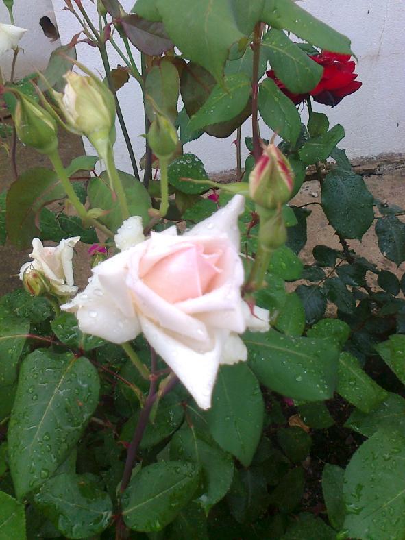 Name:  Fotoraf2649.jpg
Views: 354
Size:  71.8 KB