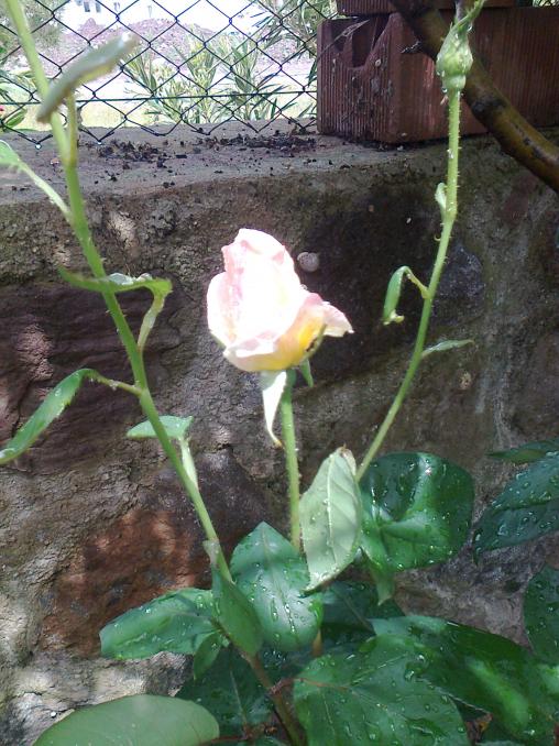 Name:  Fotoraf2651.jpg
Views: 356
Size:  74.2 KB