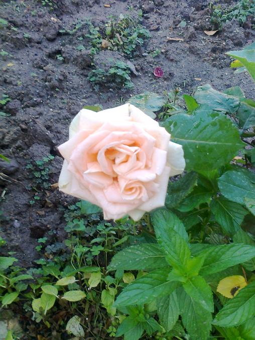 Name:  Fotoraf2658.jpg
Views: 359
Size:  76.0 KB