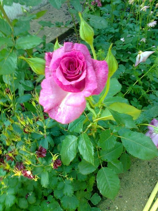 Name:  Fotoraf2653.jpg
Views: 343
Size:  76.0 KB