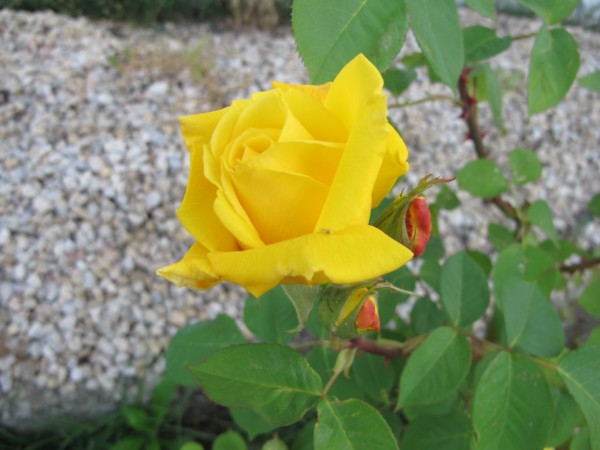 Name:  IMG_6111 (600 x 450).jpg
Views: 568
Size:  56.8 KB