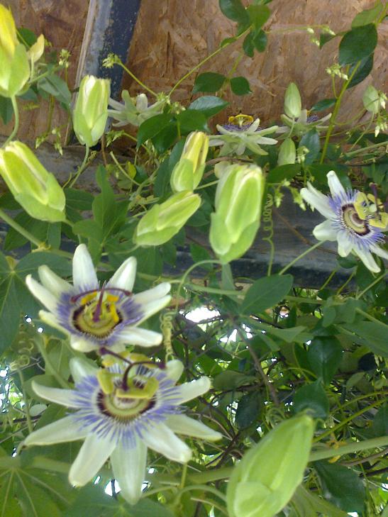 Name:  Fotoraf2673.jpg
Views: 378
Size:  75.0 KB