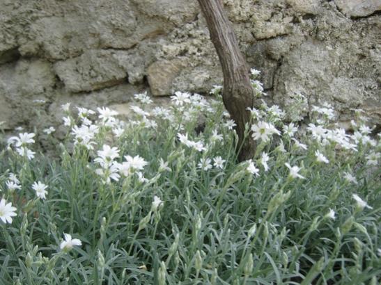 Name:  yazkar.jpg
Views: 702
Size:  53.6 KB