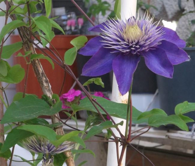 Name:  DSCF7103.jpg
Views: 434
Size:  52.9 KB