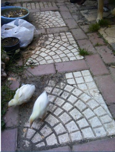 Name:  c.JPG
Views: 266
Size:  47.8 KB