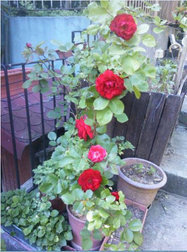 Name:  ga2.JPG
Views: 256
Size:  52.4 KB