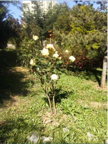 Name:  ga4.JPG
Views: 266
Size:  67.4 KB