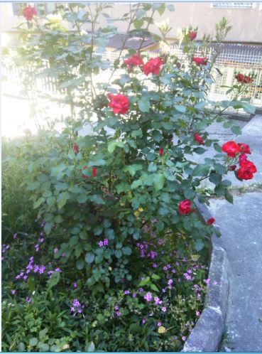 Name:  ga5.JPG
Views: 267
Size:  56.7 KB