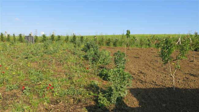 Name:  IMG_1235 (800 x 450).jpg
Views: 850
Size:  49.8 KB