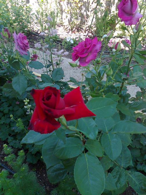 Name:  Fotoraf2681.jpg
Views: 301
Size:  74.6 KB