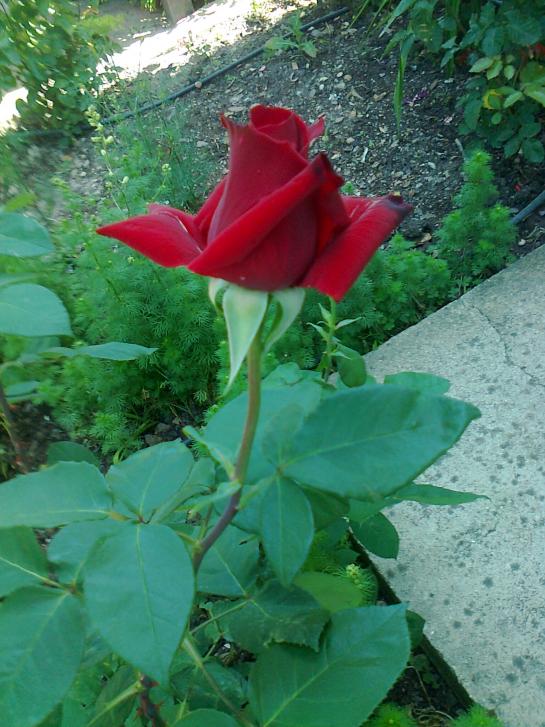 Name:  Fotoraf2683.jpg
Views: 278
Size:  73.8 KB