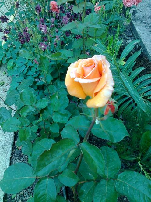 Name:  Fotoraf2684.jpg
Views: 286
Size:  75.4 KB