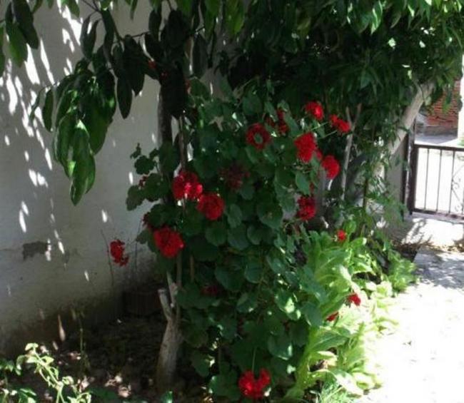 Name:  DSCF4922.jpg
Views: 511
Size:  54.8 KB