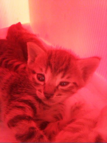 Name:  kedi.JPG
Views: 407
Size:  27.1 KB